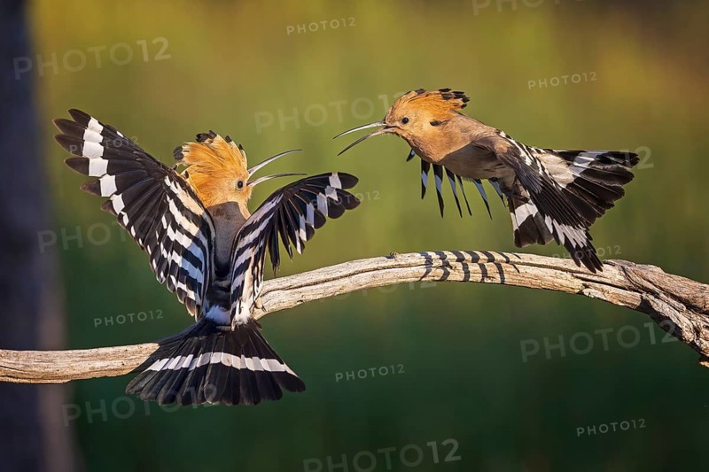 Hoopoe