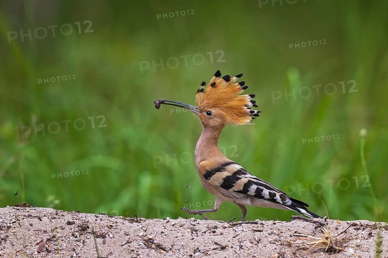 Hoopoe