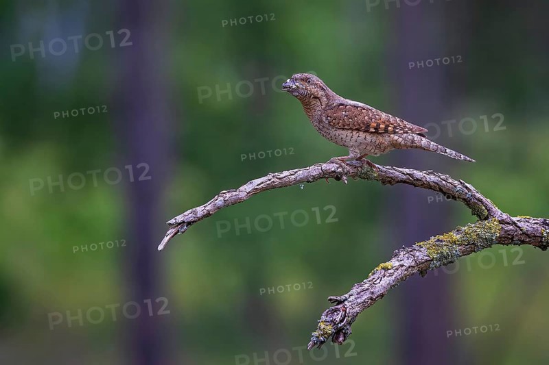 Eurasian wryneck