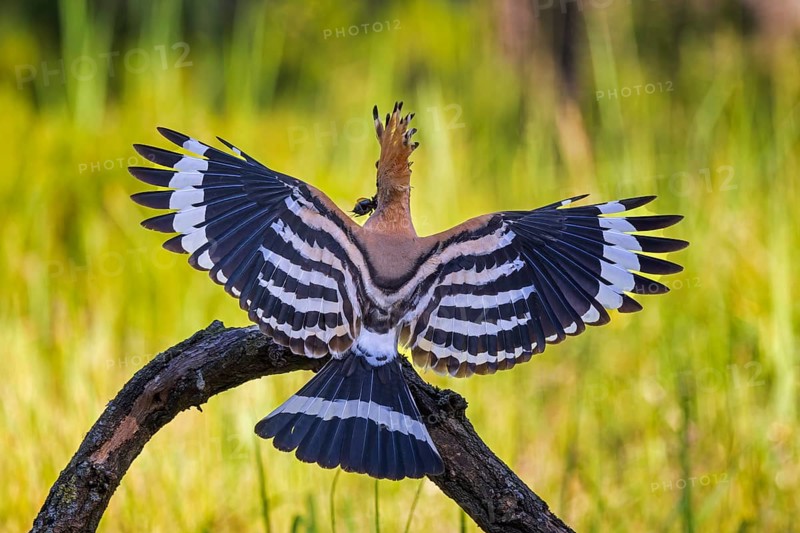 Hoopoe