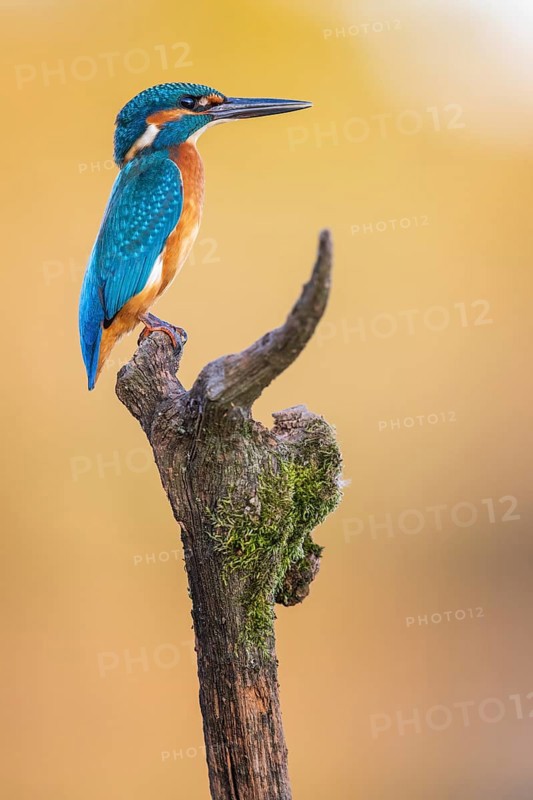 Common kingfisher