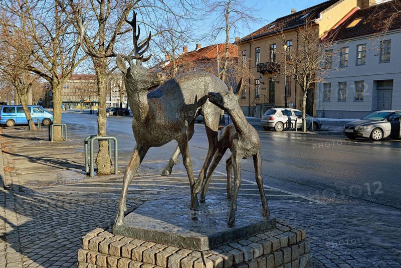 Deer