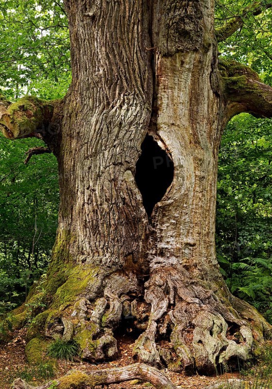 So-called chimney oak in the primeval forest Sababurg