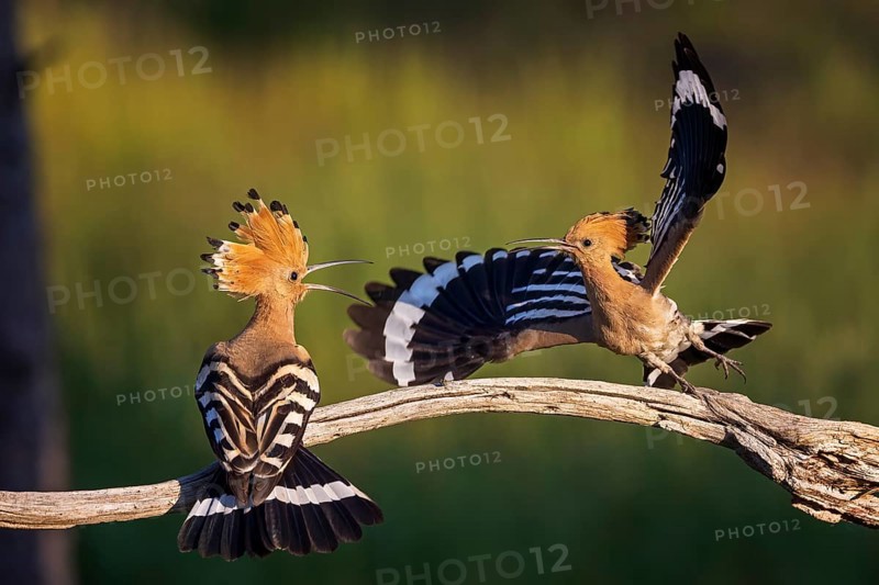Hoopoe