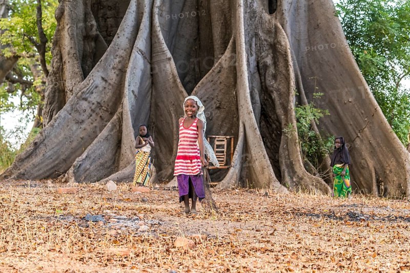 Children in front of the large board roots of a huge kapok tree