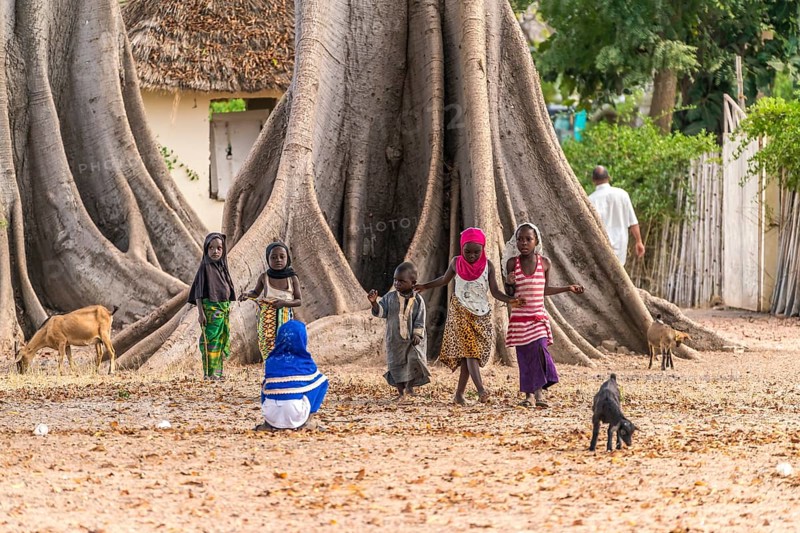 Children in front of the large board roots of a huge kapok tree
