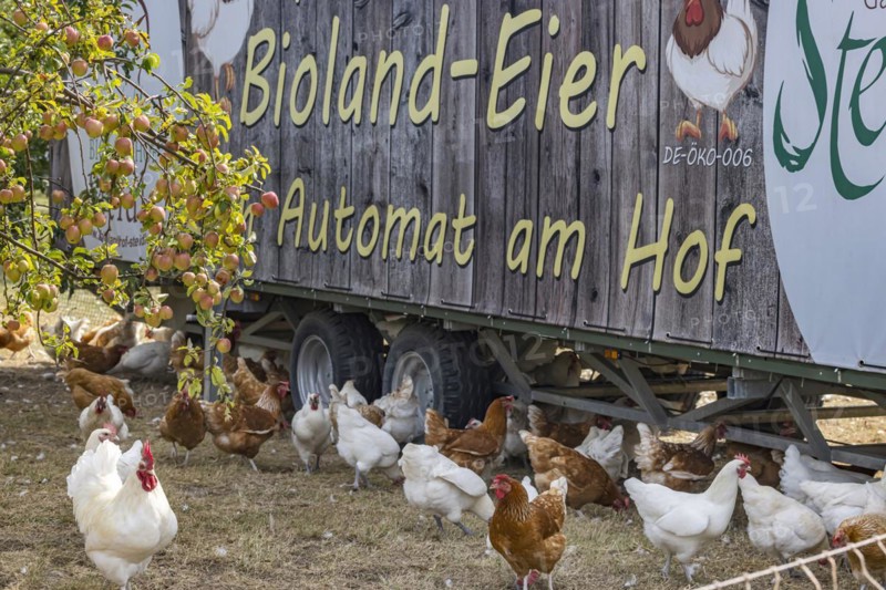 Free-range hens