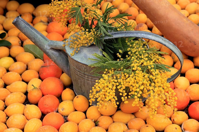 Watering can with flowering mimosa branches framed by lemons and oranges