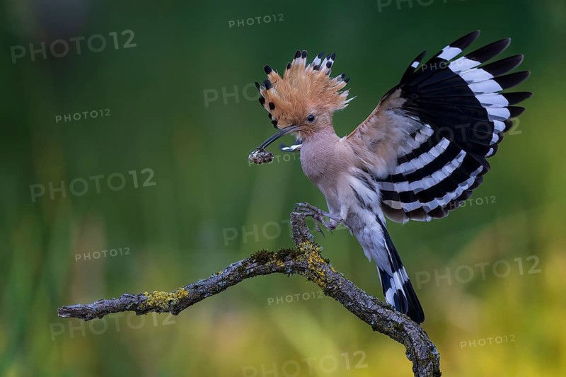 Hoopoe