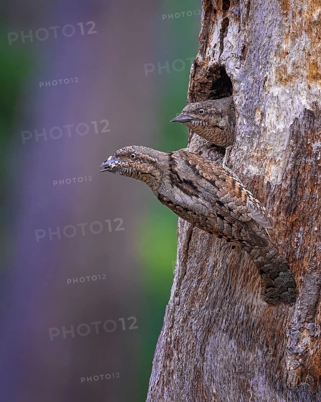 Eurasian wryneck