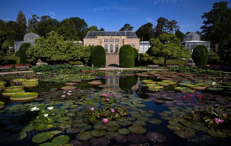 Water Lily Pond