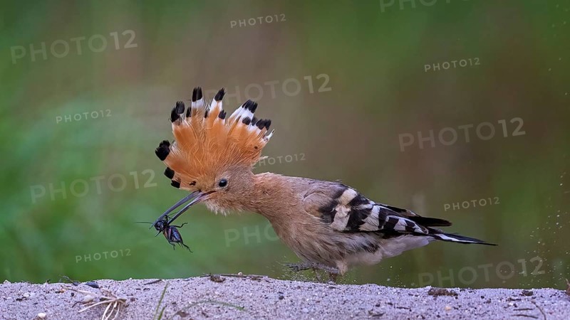 Hoopoe