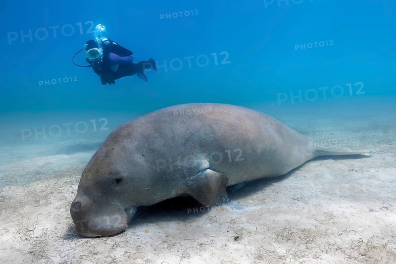 Diver