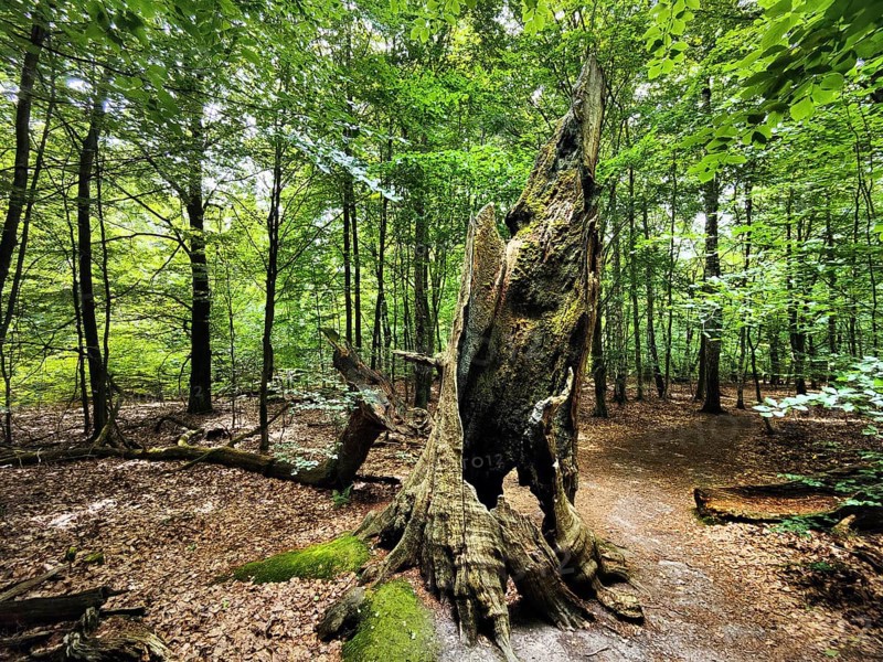 Dead tree stump of an old beech in the primeval forest Sababurg