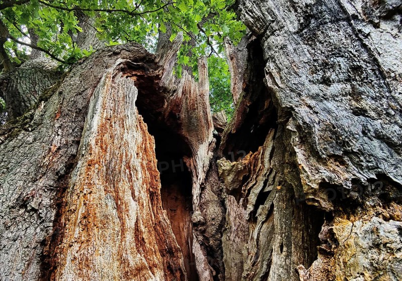 Detail of an oak tree with trunk dead from lightning and tree canker