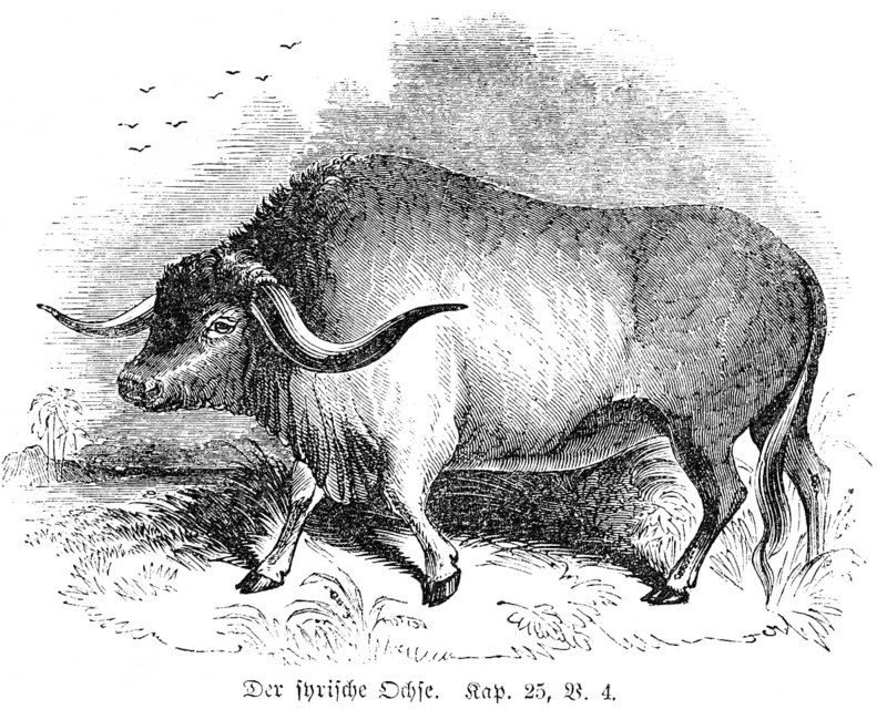 The Syrian Ox