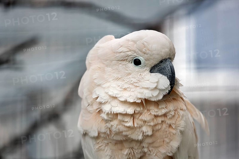 Cockatoo