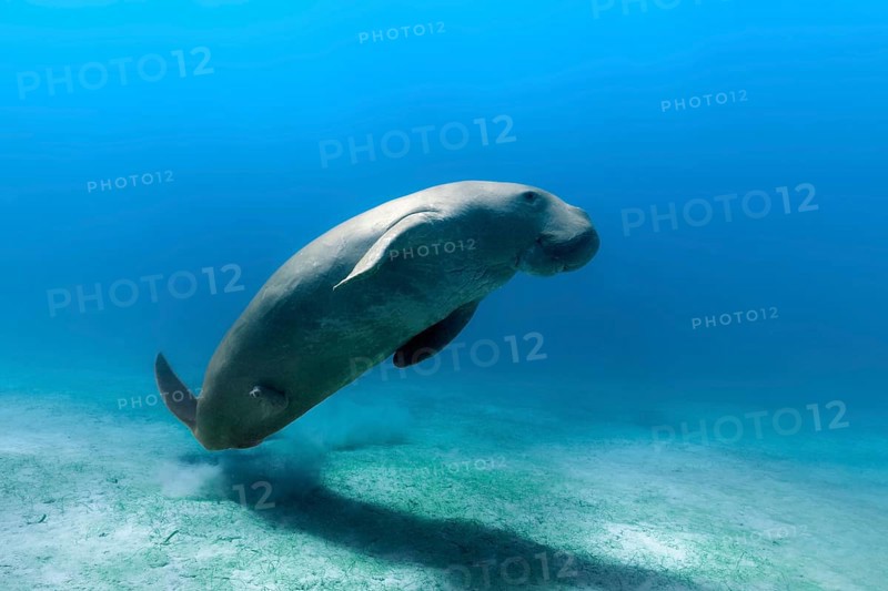 Dugong