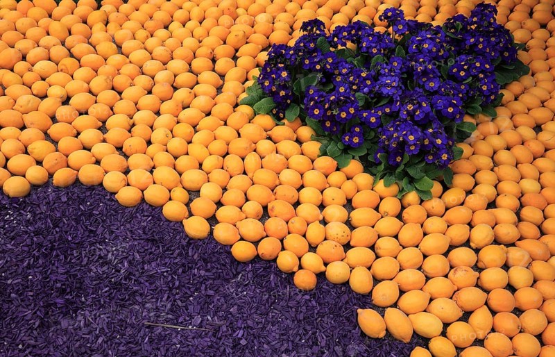 Oranges and primroses
