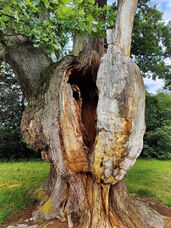 Very old and large oak with dead trunk due to lightning and tree canker