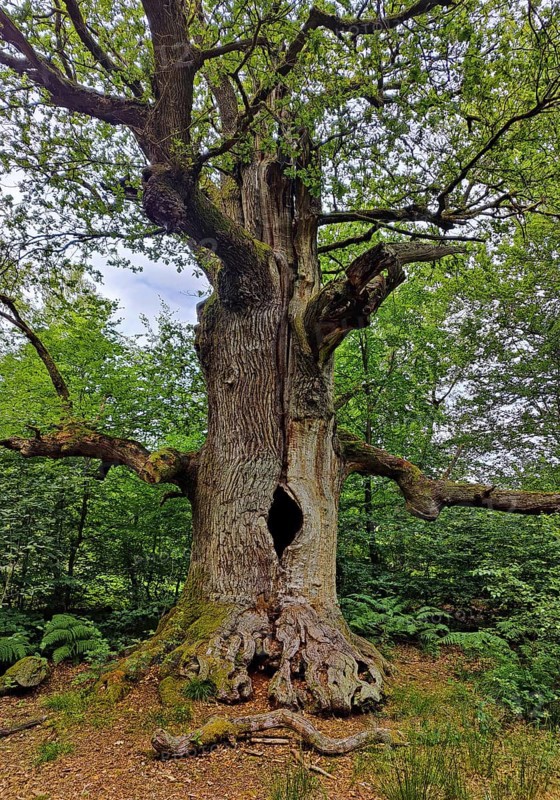 So-called chimney oak in the primeval forest Sababurg
