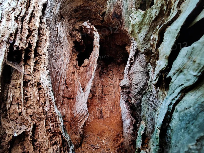 Interior view of an oak tree with trunk dead from lightning and tree canker