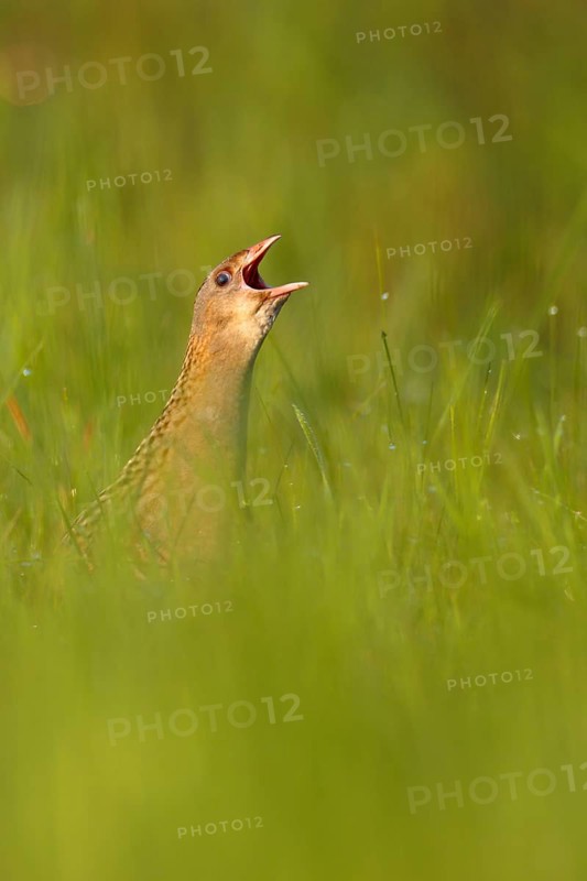 Corn crake
