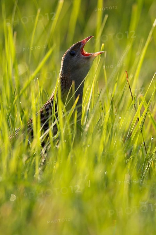 Corn crake