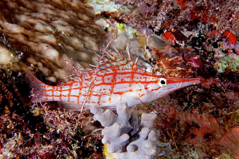 Longnose hawkfish