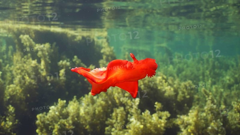 Bright red sea slug dancing swims over thickets Seaweed Brown Sargassum. Spanish Dancer