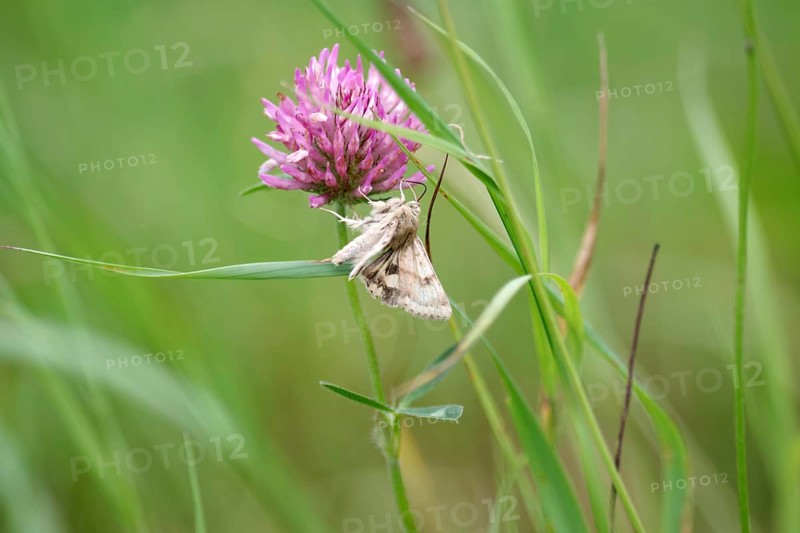 Marbled clover