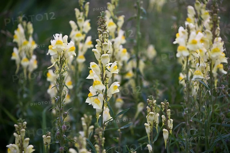 Common toadflax