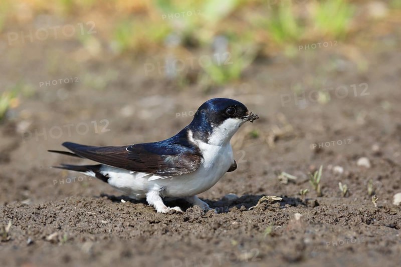 Common house martin