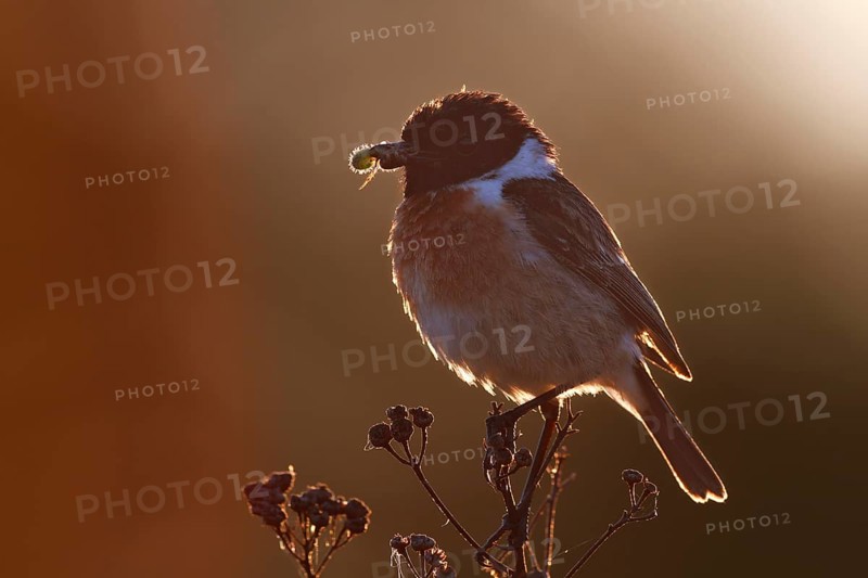 European stonechat