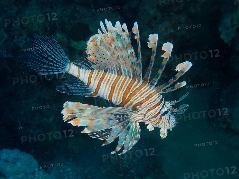Pacific red lionfish