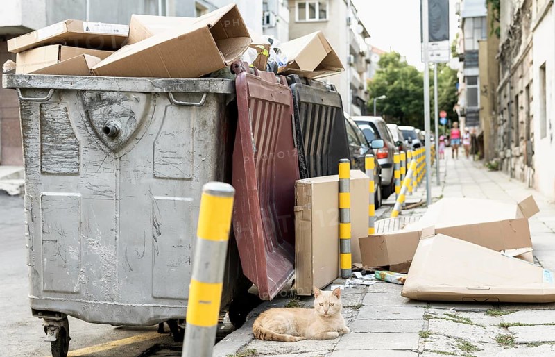 Cute cat sitting rubbish bin outdoors