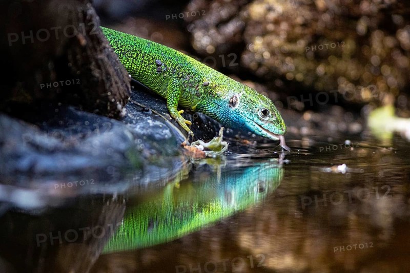 Green lizard