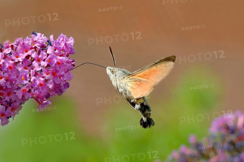Hummingbird hawk-moth
