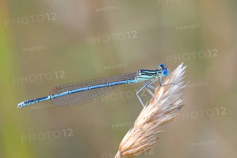 White-legged damselfly