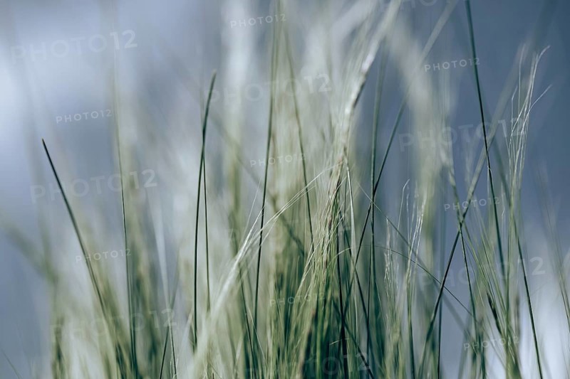Feather grasses