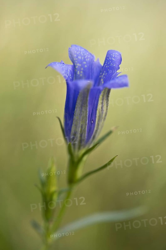 Marsh gentian