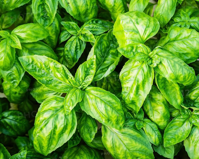 Basil plant