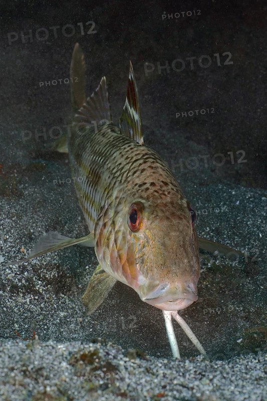 Portrait of striped red mullet