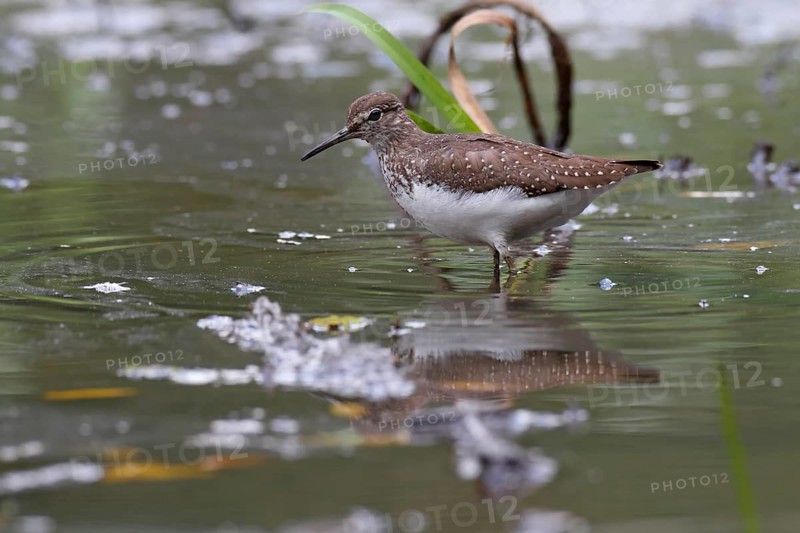 Green sandpiper