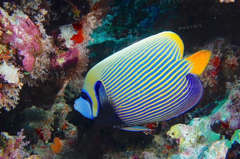 Emperor angelfish
