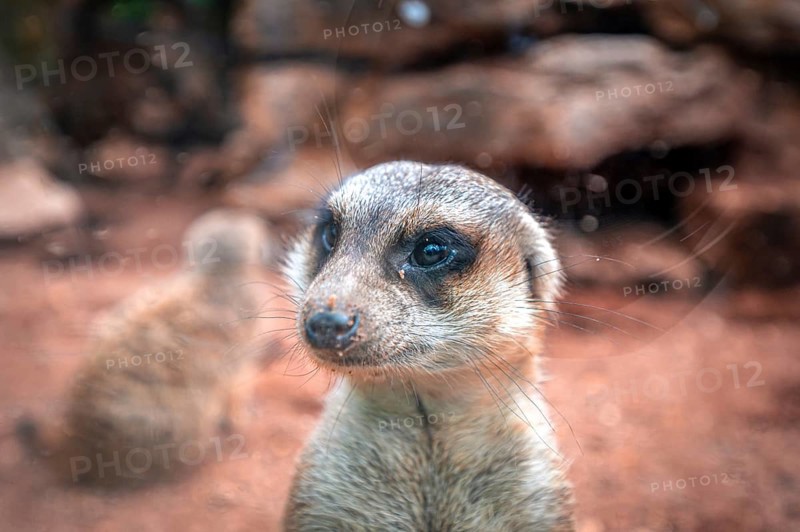 Meerkats