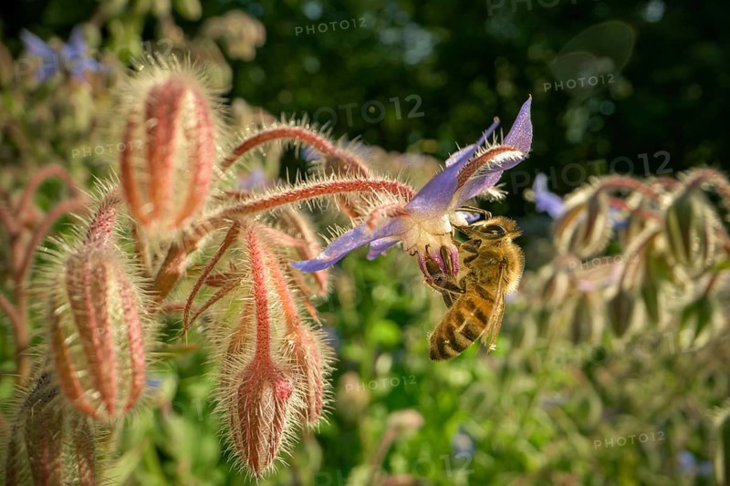 Wild bees on the flower of a borage
