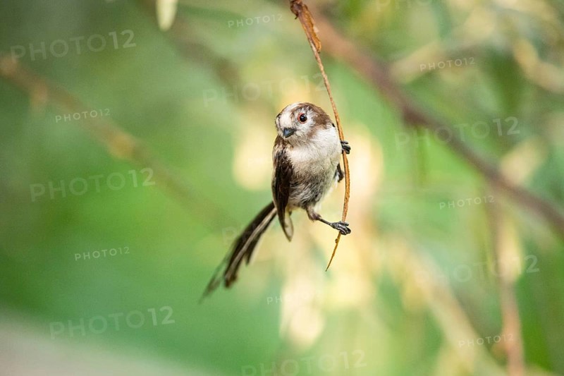 Long-tailed Tit