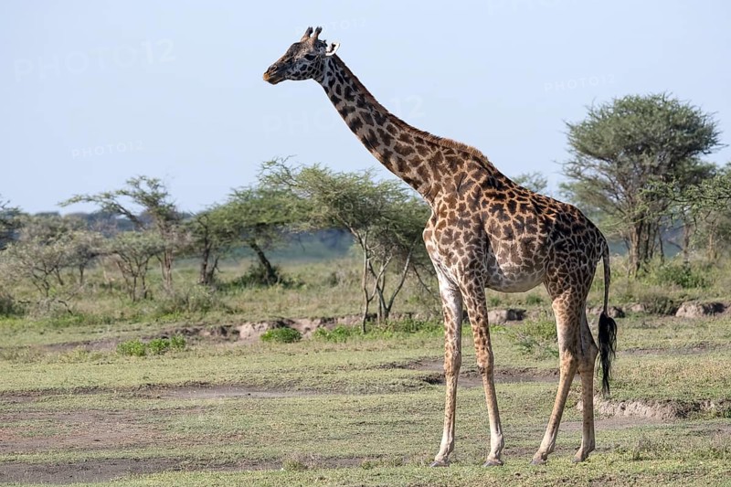 Masai giraffe
