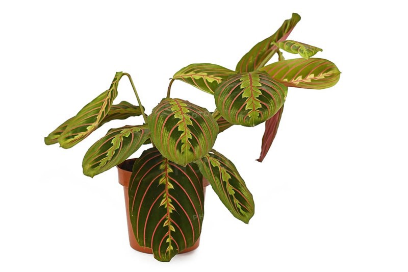 Full exotic 'Maranta Leuconeura Fascinator' plant on white background